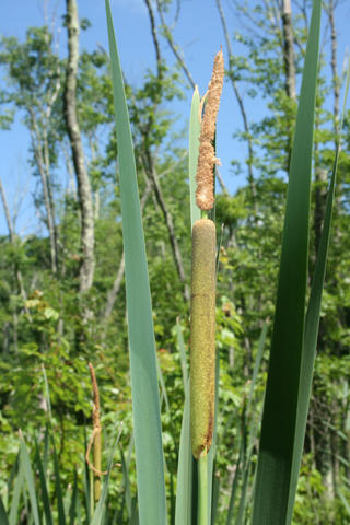 Inflorescence of Typha angustifolia.. Photo by S. A. Mori.