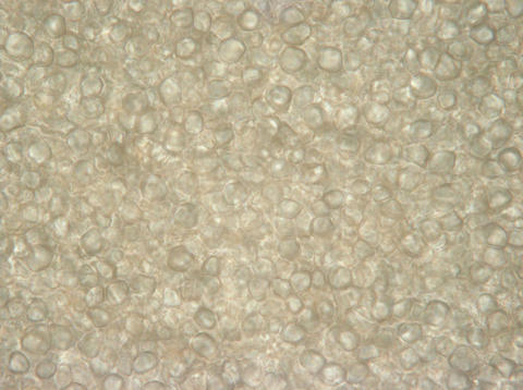 Microscopic features of Amanita flavoconia