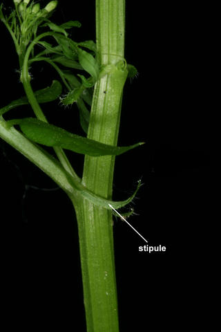 Stipule of Cardamine impatiens. Photo by S. A. Mori.