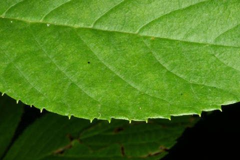 Adaxial view of a serrate leaf margin of Clethra alnifolia. Photo by S. A. Mori.