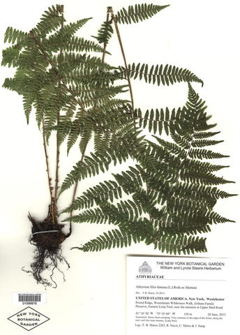 Herbarium specimen of Athyrium filix-femina
