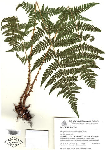 Herbarium specimen of Dryopteris carthusiana