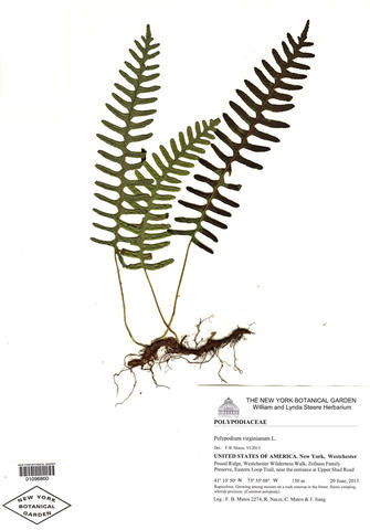 Herbarium specimen of Polypodium virginianum