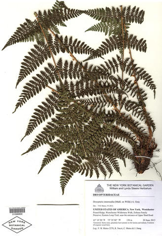 Herbarium specimen of Dryopteris intermedia