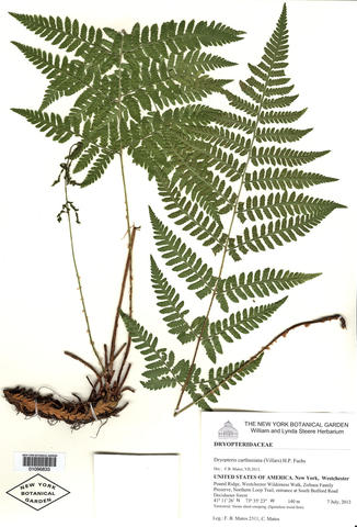 Herbarium specimen of Dryopteris carthusiana
