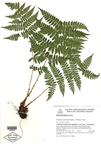 Herbarium specimen of Dryopteris intermedia