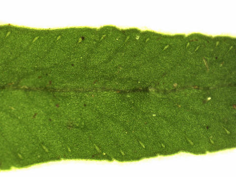 Leaf venation of Polypodium virginianum