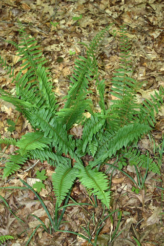 Habit of Polystichum acrostichoides