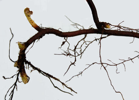 Rhizome of Dennstaedtia punctilobula