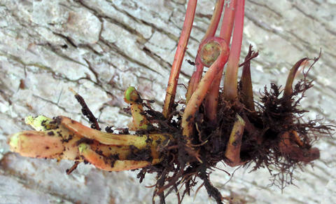 Rhizome of Onoclea sensibilis