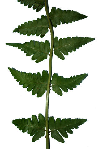 Blade of Dryopteris cristata