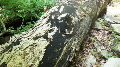 Habit of Unknown sp. based on C. Carollo 031