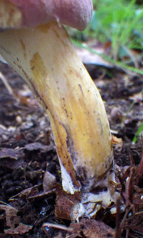 Stipe of Boletus sp. based on C. Carollo 036
