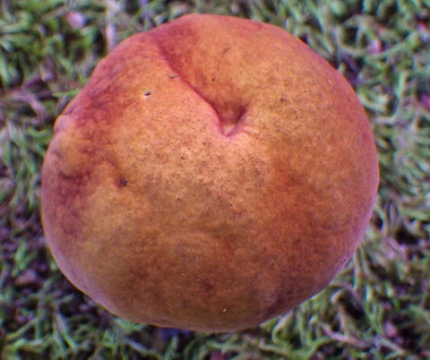 Cap of Boletus subvelutipes