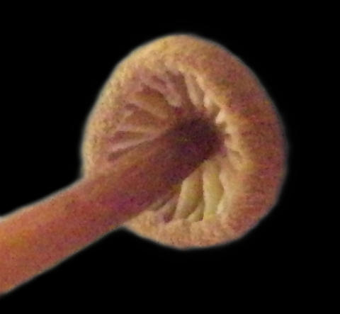 Gills of Unknown sp. based on C. Carollo 073