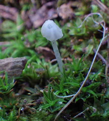 Habit of Unknown sp. based on C. Carollo 072