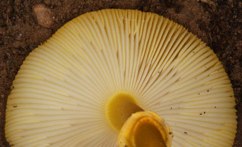 Gills of Amanita flavoconia