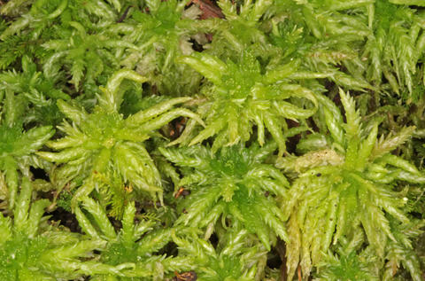 Habit of Sphagnum palustre