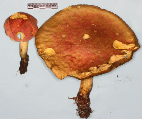 Cap of Boletus sp. based on C. Carollo 036