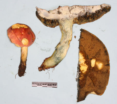 Herbarium specimen of Boletus sp. based on C. Carollo 036
