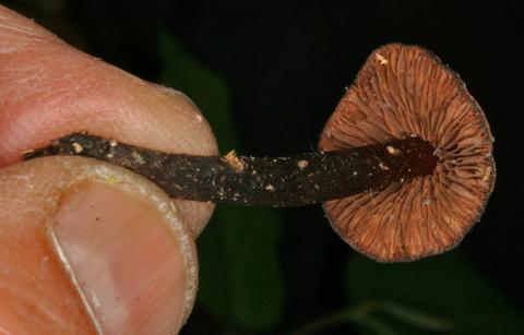 Gills and Stipe of Unknown sp. based on S. A. Mori 27588