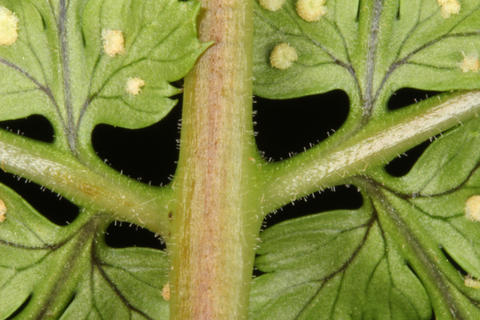 Glandular hairs of Dryopteris Intermedia