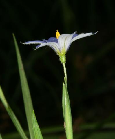 Flower of Sisyrinchium angustifolium. Photo by S. A. Mori