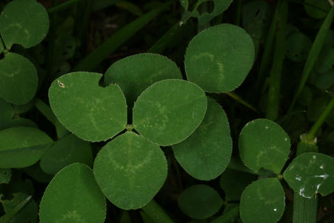 Leaves of Trifolium repens. Photo by S. A. Mori.