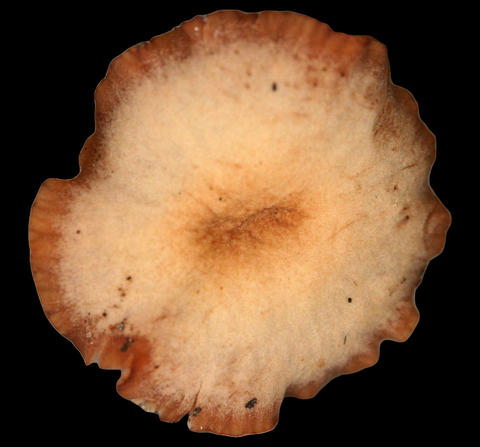 Cap of Unknown sp. based on C. Carollo 026