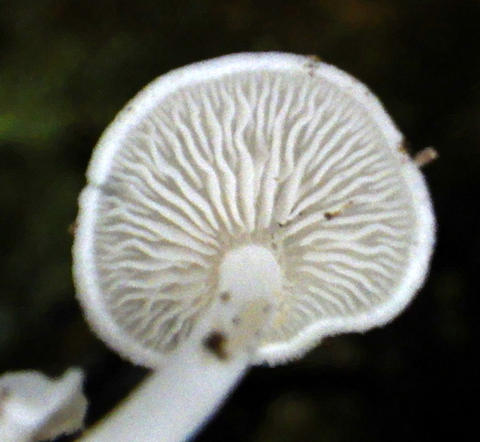 Gills of Unknown sp. based on C. Carollo 015