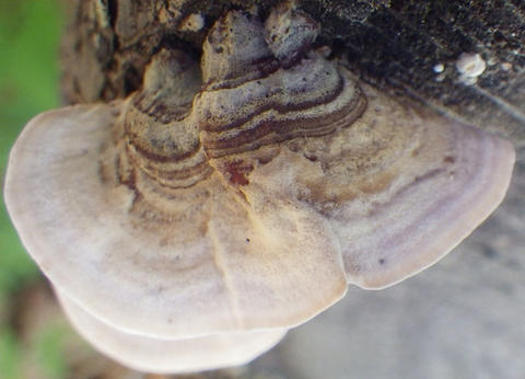 Habit of Stereum hirsutum