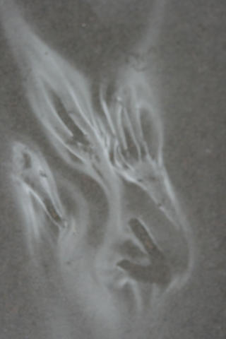 Spore print of Clavicorona pyxidata. Photo by C. Carollo Matos.