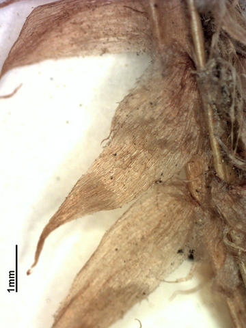 Scales of Polystichum acrostichoides