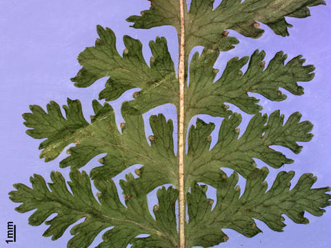 Blade detail of Dennstaedtia punctilobula
