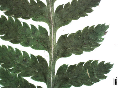 Blade detail of Dryopteris carthusiana