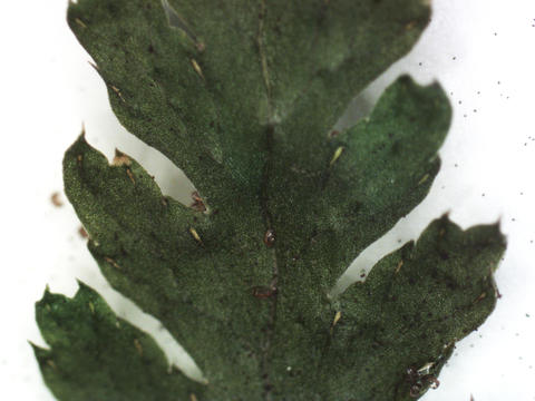 Blade detail of Dryopteris carthusiana