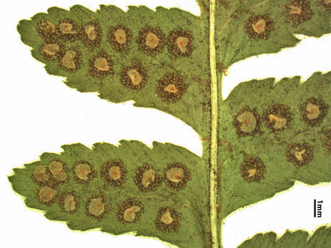 Blade detail of Dryopteris cristata
